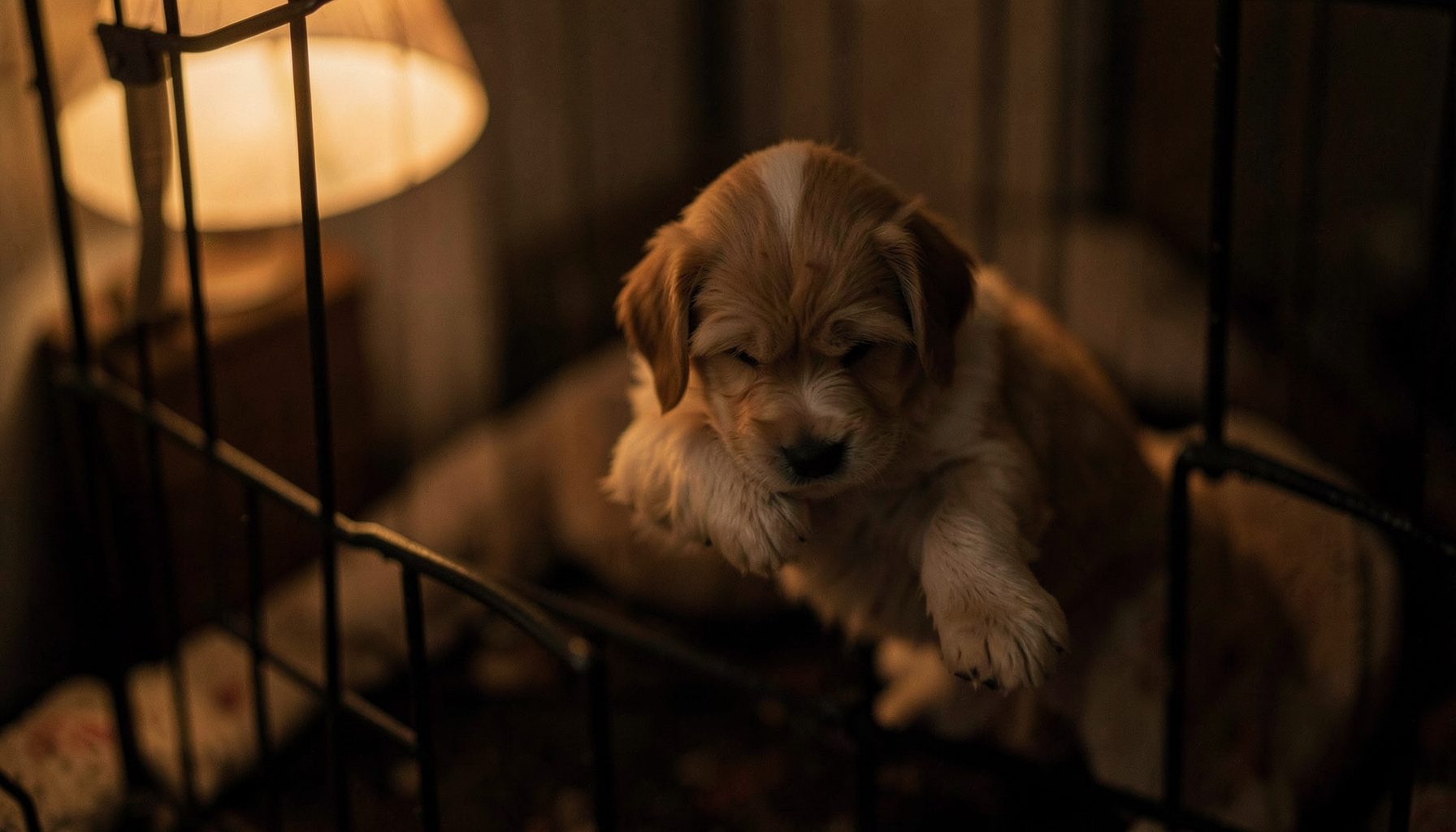 A sleepy puppy being gently lifted from a crate at night, soft warm lamp light, muted amber tones