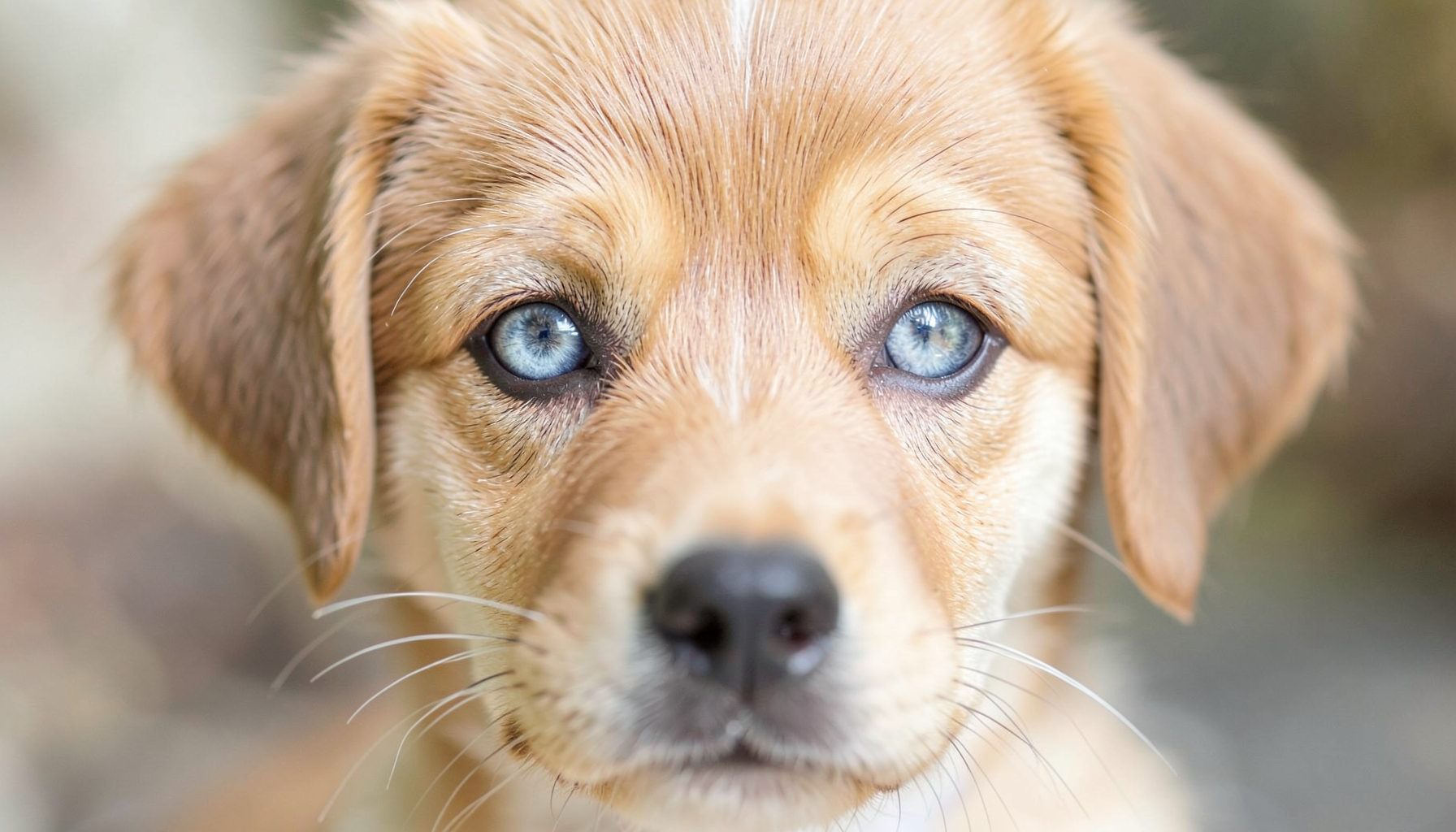 Close-up of a puppy's face with striking blue-gray eyes, soft natural daylight highlighting the iris color
